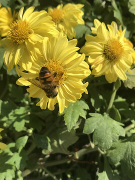 黄色小菊花上的小蜜蜂