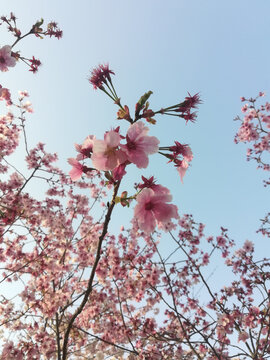 春天盛开的粉红色的樱花树