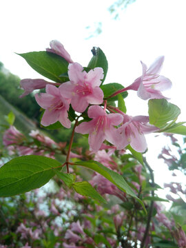 春天盛开的粉红色花朵特写