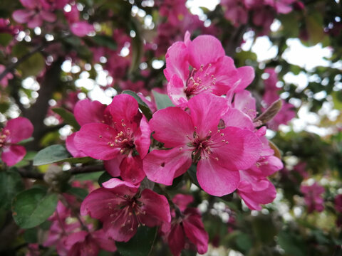 粉红色的桃花特写