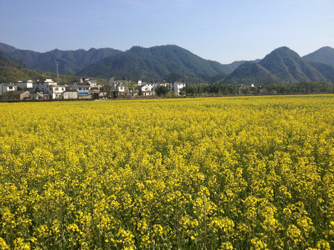 油菜田