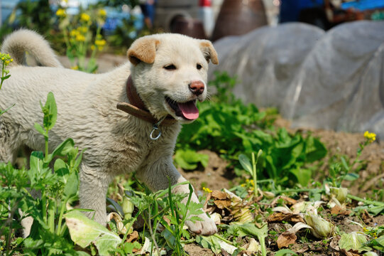 中华田园犬