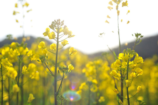 油菜花