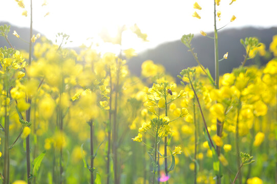 油菜花