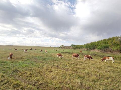 草原牧场放牧奶牛