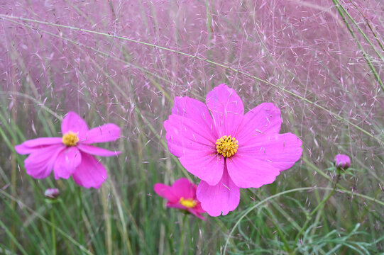 鲜花