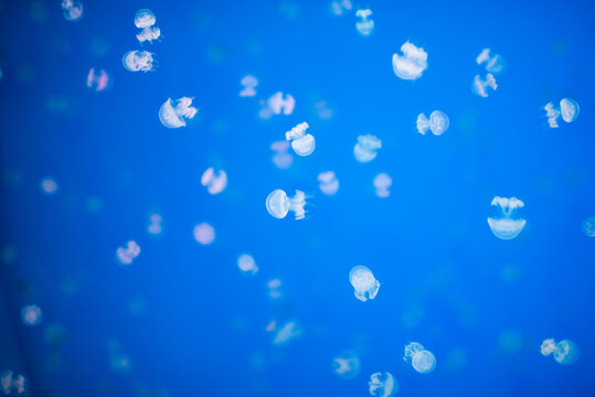 水族馆里蓝色霓虹灯下美丽水母