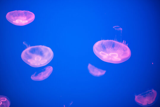 水族馆里蓝色霓虹灯下美丽水母