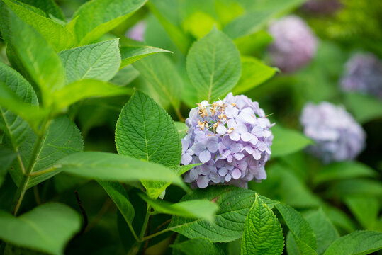 杭州曲院风荷绣球花