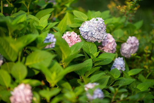 杭州曲院风荷绣球花