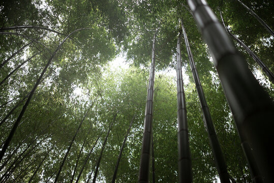 雨中的大雾弥漫的竹林