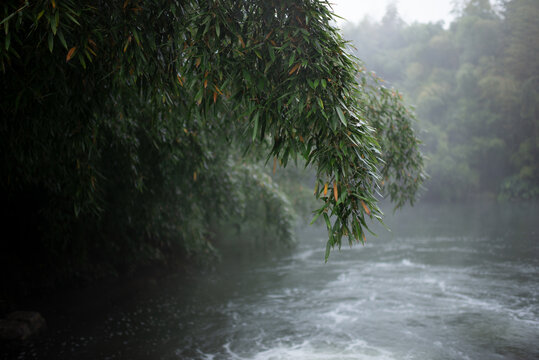 雨中的大雾弥漫的竹林和溪流
