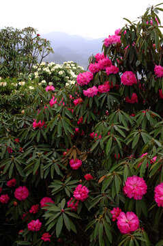 野生杜鹃花