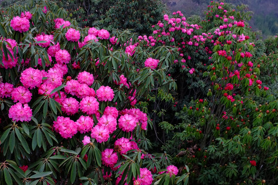 野生杜鹃花