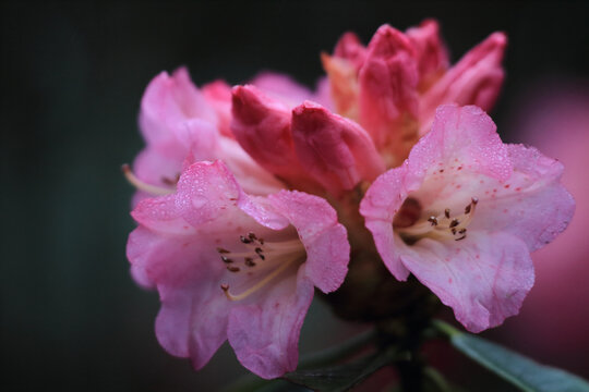 野生杜鹃花