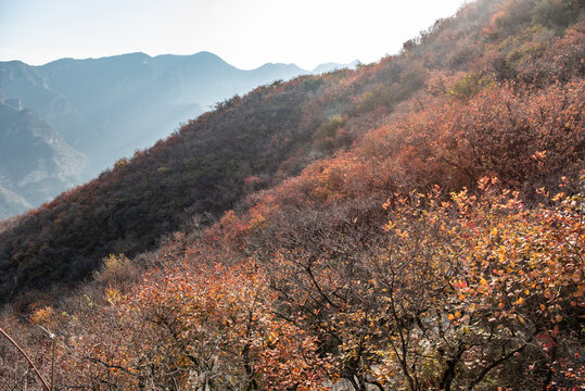 北京房山坡峰岭秋日红叶