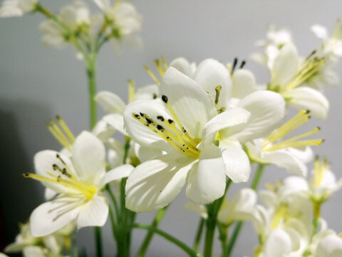 室内装饰花