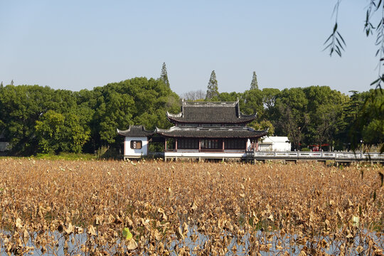 汾湖公园临波阁秋日荷塘