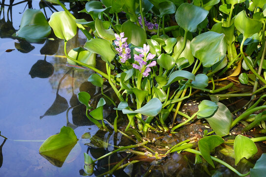 水葫芦开花