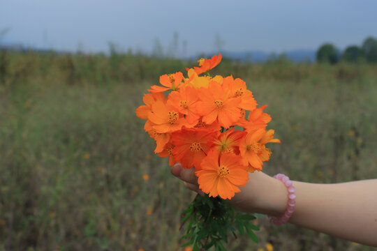 硫华菊