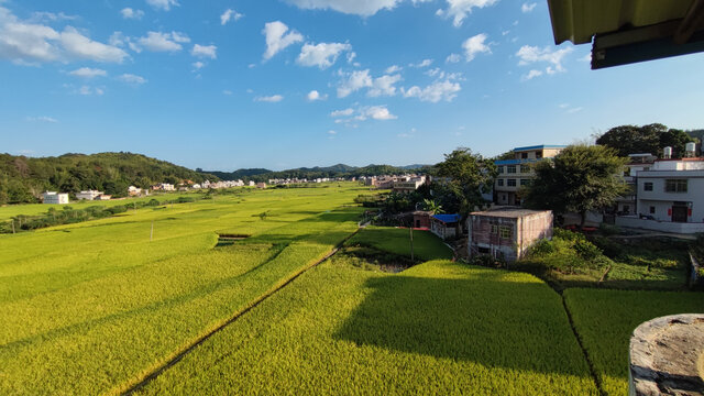 田野