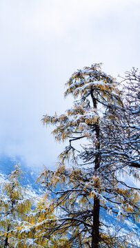 毕棚沟雪山