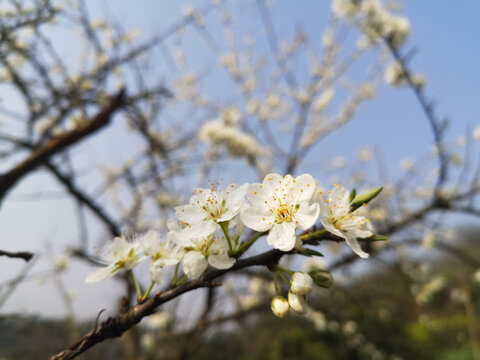 梨花盛开