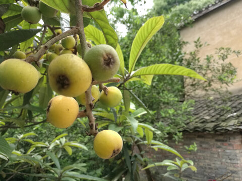 农村的枇杷