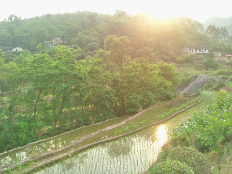 稻田上的日落风景