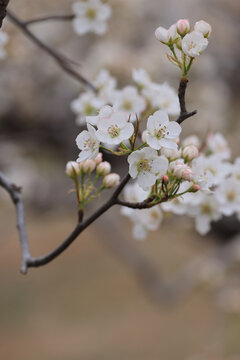 一支梨花花蕊