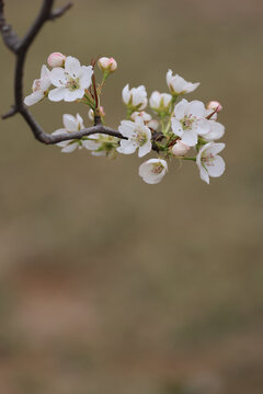 一支梨花