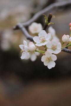 莱阳梨花