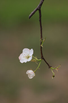 梨花