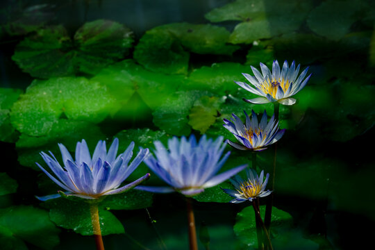 蓝莲花