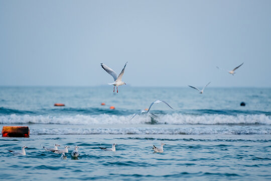 北戴河海滨海鸥