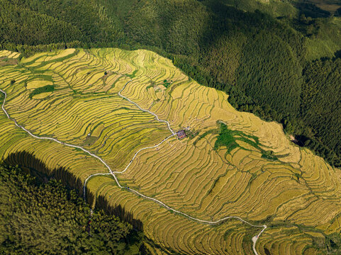 航拍广东连州欧家黑山梯田稻谷