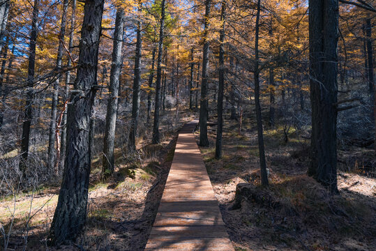 秋天登山森林道路