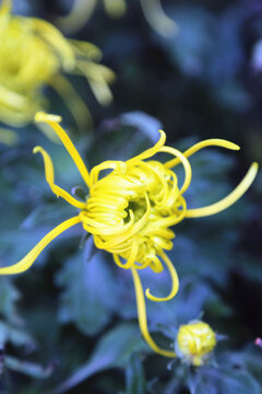 黄色絮菊