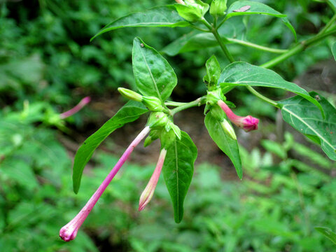 紫茉莉