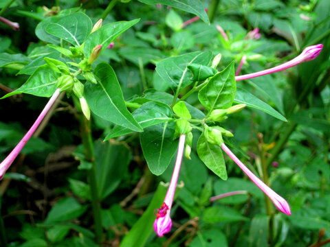 紫茉莉