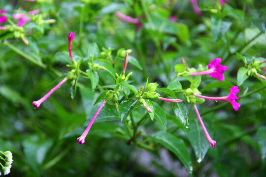 紫茉莉