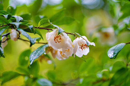 尖连蕊茶花枝