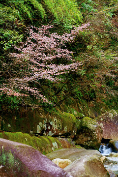 山溪野樱花