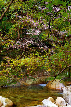 山溪野樱花