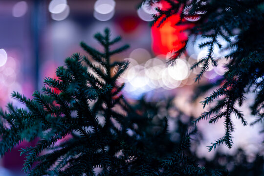 夜晚圣诞树技与背景光斑