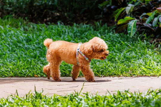 一只褐色贵宾犬