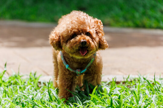 一只褐色贵宾犬