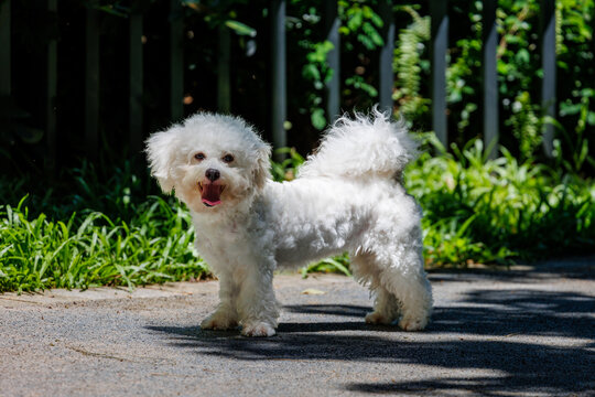 一只白色卷毛比熊犬