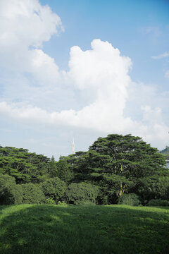 现代城市森林天空