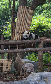 成都大熊猫基地